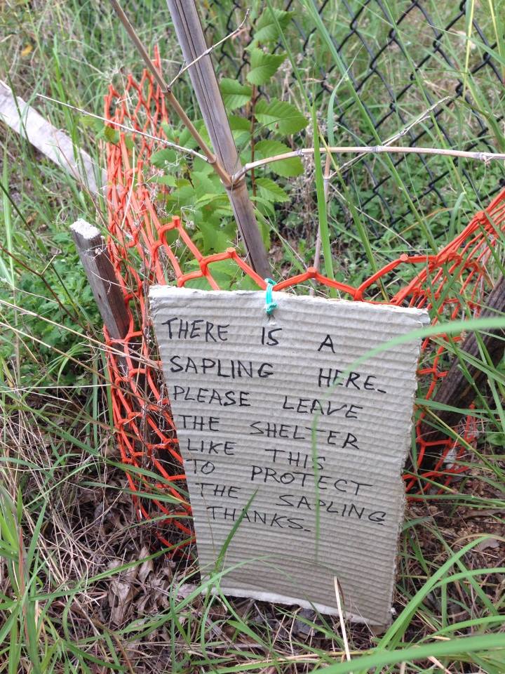 sapling